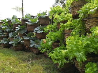 Vertical organic vegetable garden.vegetable planting.