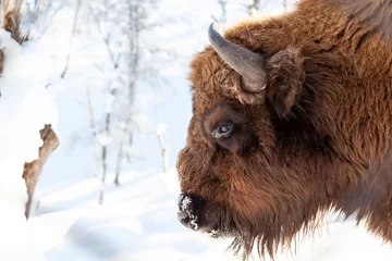 Foto op Canvas Bison stierenkop met bruine vacht en hoorns op een witte geïsoleerde achtergrond. Een bedreigde diersoort die in het Rode Boek staat. © Aleksandr Kondratov