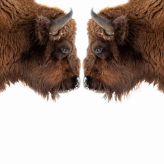 Two brown bull or bison heads with brown horns opposite each other before a fight on the New York...