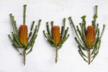 Beautiful native orange and red Banksia's on a white wooden background, photographed from above.