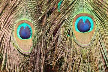 Colorful Peacock Feathers Spread And Weaved Together Close Up View