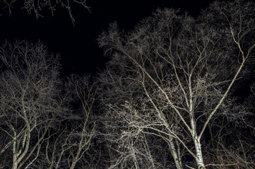 樹氷の森から見上げる冬の夜空。冬の北海道