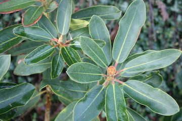 Rhododendron im Winter - Ericaceae - Heidekrautgewächs