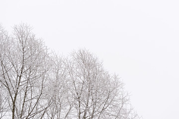 Tree branches covered with snow against the sky in a winter day. Natural abstract background
