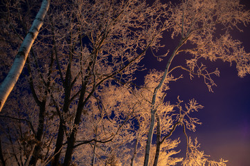 ライトアップされた冬の夜の公園。北海道の川湯温泉。