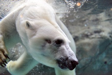旭山動物園の白クマ
