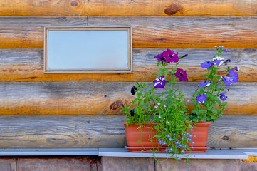 flowers, Petunia stand in pots on the Foundation against the background of a wooden wall of the house with an empty frame signs for inscriptions