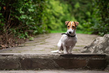 smooth-haired jack russell terrier sitting on a concrete step on the street