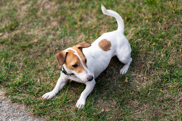 smooth-haired jack russell terrier plays on the lawn, runs and has fun