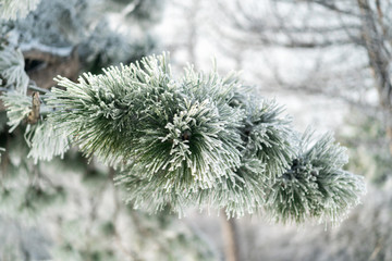 a branch of beautiful icy pine conifer. Winter tree. Hoarfrost, snow, nature