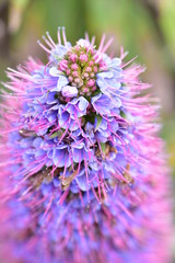 Close up detail of top of conical compound flower with blue petals and purple filaments.
