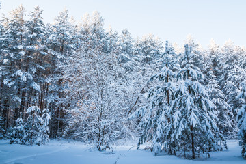 Beautiful winter scenery with forest full of trees covered snow