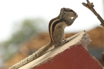 Squirrels are members of the family Sciuridae, a family that includes small or medium-size rodents