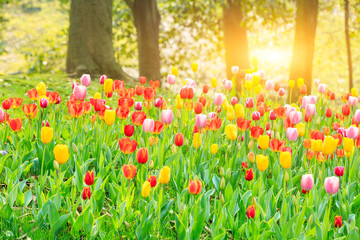 Blooming tulips in spring garden.