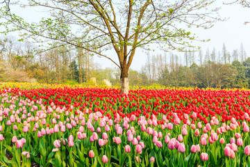 Blooming tulips in spring garden.