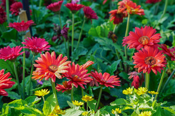 Fototapeta premium beautiful close up flower garden in morning with sunlight