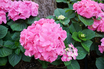 pink hydrangea flower among green leaf
