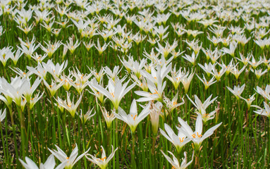 Field with white lilies on green stems close-up.