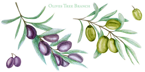 Watercolor green and black olive tree branch leaves fruits set, Realistic olives botanical illustration isolated on white background, Hand painted, fresh collection for label, card design concept
