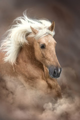 Palomino horse with long mane portrait in motion  on desert sandy dust - obrazy, fototapety, plakaty