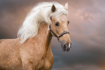 Palomino horse with long mane portrait in motion - obrazy, fototapety, plakaty