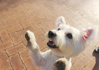 手を上げる白い犬