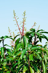 Mangoes bloom and pollinate as fruit.