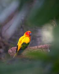 Parrot on wooden stick