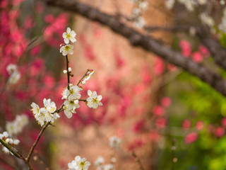 梅の花とつぼみ
