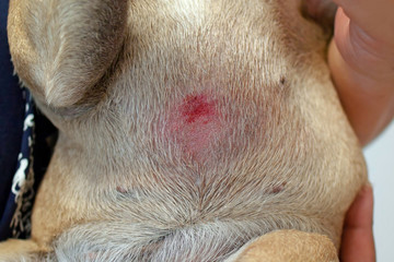 Belly with wound caused by scratching on animal skin of short haired French Bulldog dog with severe...
