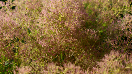 beautiful fluffy pink Cotinus plant with green rounded stems on a sunny summer day on a blurry background