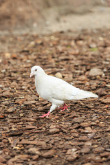 A cute white pigeon on the ground