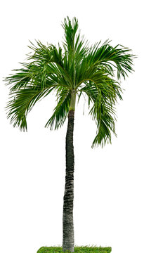 Manila palm, Christmas palm tree ( Veitchia merrillii ) isolated on white background with green grass. Palm tree used for advertising decorative architecture and garden. Summer and beach concept.