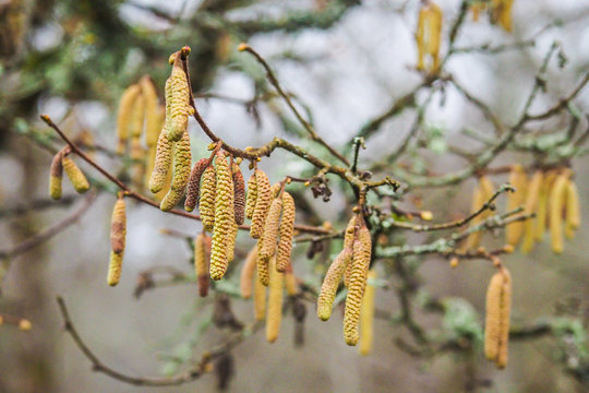 Catkins Of Common Hazel (Corylus Avellana)