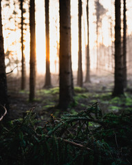 Rays in Forest