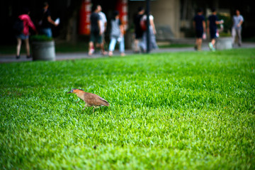 The grass in the city is the favorite sports ground of the Black-crowned Moose