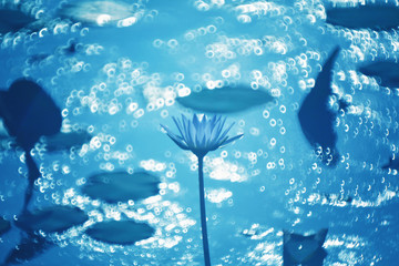 A beautiful lily flower is fully blooming in the pond, with a circular light spot bokeh shining behind
