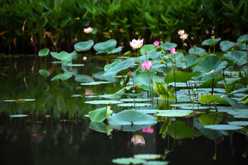Summer pond full of beautiful lotus flowers