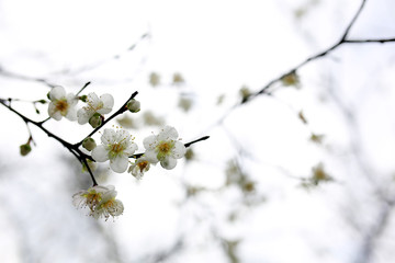 Winter branches are full of beautiful white plum blossoms