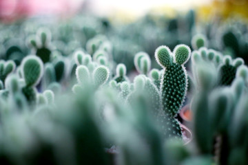 The cactus pot in the garden has a very Mickey Mouse-like shape and it is very interesting