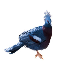 victoria crowne pigeon isolated on the white