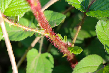 Closeup Greens Landscape - Stock Photo 