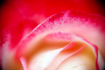 Close up shot of pink rose petals with a little white markings, full of romantic colors