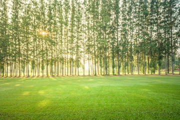 Wonderful green grass field with trees in morning, Scenery green golf and meadow with sunbeam