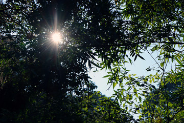 Fototapeta na wymiar Sunrays Through Treetops - stock photo