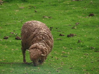 obeja