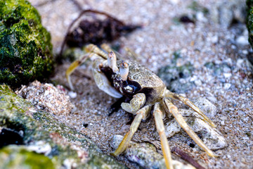 Crab on the Beach