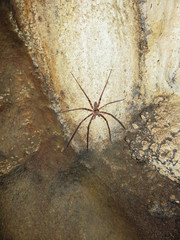 North Thailand - exploring a cave and found it in all its beauty
