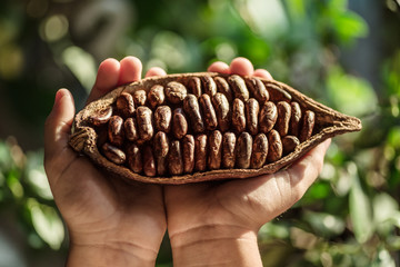 Cocoa pod in the hands close-up. Green leaves at the background.