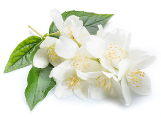 Naklejka na ściany i meble Blooming jasmine flowers isolated on white.